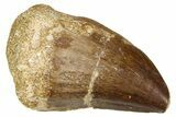 Fossil Mosasaur (Thalassotitan) Tooth - Morocco #374612-1
